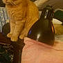 Poseidon Space Po is registered to the contest to win money with this photo: blanket, cat, clutter, controller, cozy, curtain, domestic_animal, electronics, fabric, furniture, home, indoor, lamp, orange_tabby, pet, pillow, room, table, towel, wood