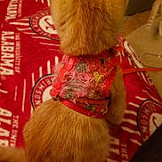 Phoenix joined the competition — help win amazing prizes! cat, orange_cat, feline, pet, harness, red_harness, frayed_fabric, back_view, sitting, blanket, red_blanket, alabama, indoor, furniture, cozy, fur, tail, animal, domestic_cat, household