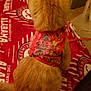 alabama, animal, back_view, blanket, cat, cozy, domestic_cat, feline, frayed_fabric, fur, furniture, harness, household, indoor, orange_cat, pet, red_blanket, red_harness, sitting, tail