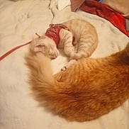 Angel joined the competition — help win amazing prizes! cat, feline, sleeping, harness, blanket, tail, fur, resting, pet, domestic_animal, indoor, cozy, cute, animal, mammal, orange_cat, white_cat, relaxation, soft, companion