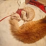 cat, feline, sleeping, harness, blanket, tail, fur, resting, pet, domestic_animal, indoor, cozy, cute, animal, mammal, orange_cat, white_cat, relaxation, soft, companion