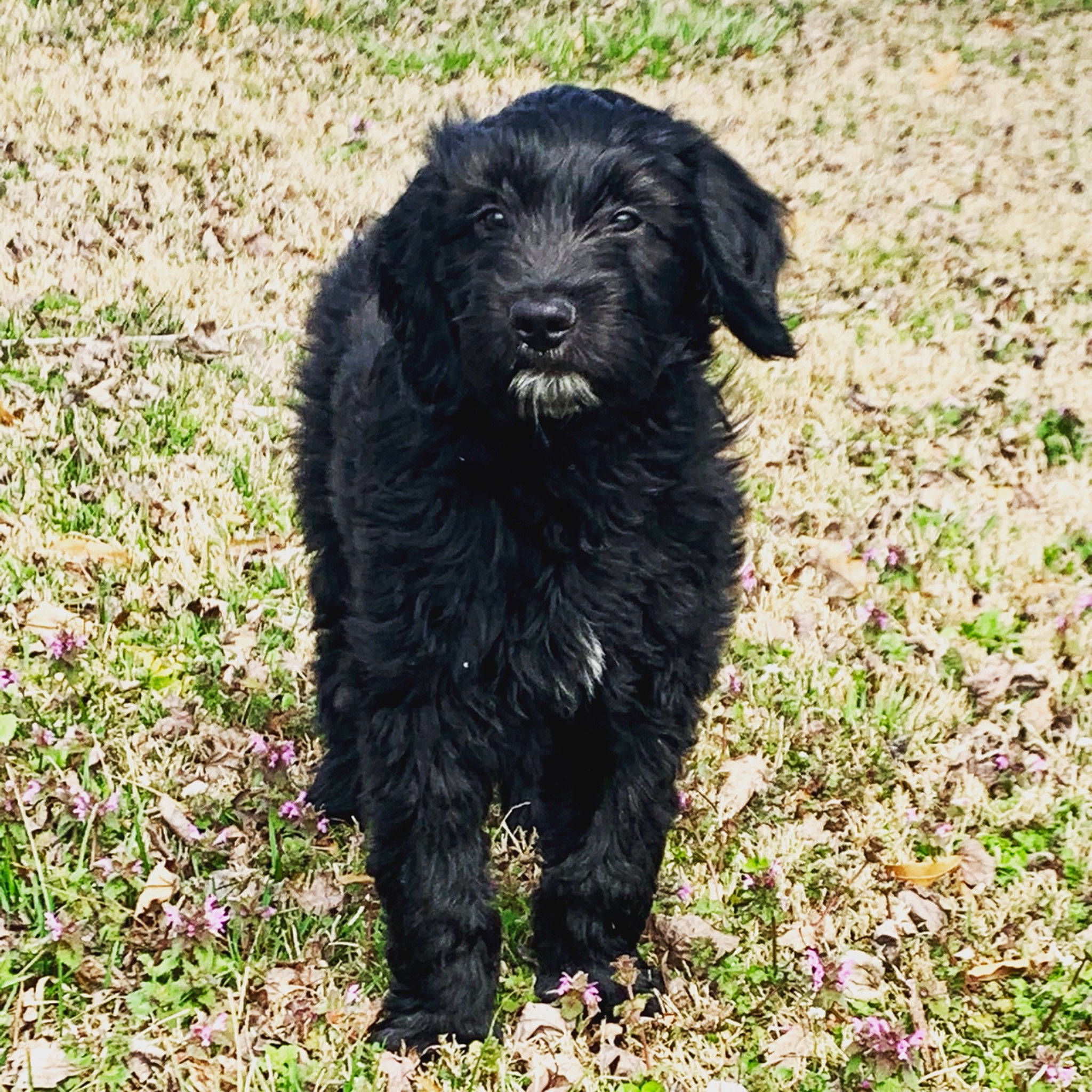 Hank is registered to the contest to win money with this photo: carnivore, companion_dog, dog, dog_breed, fur, grass, non_sporting_group, small_terrier, soil, sporting_group, terrestrial_animal, terrier, toy_dog, water_dog, working_animal