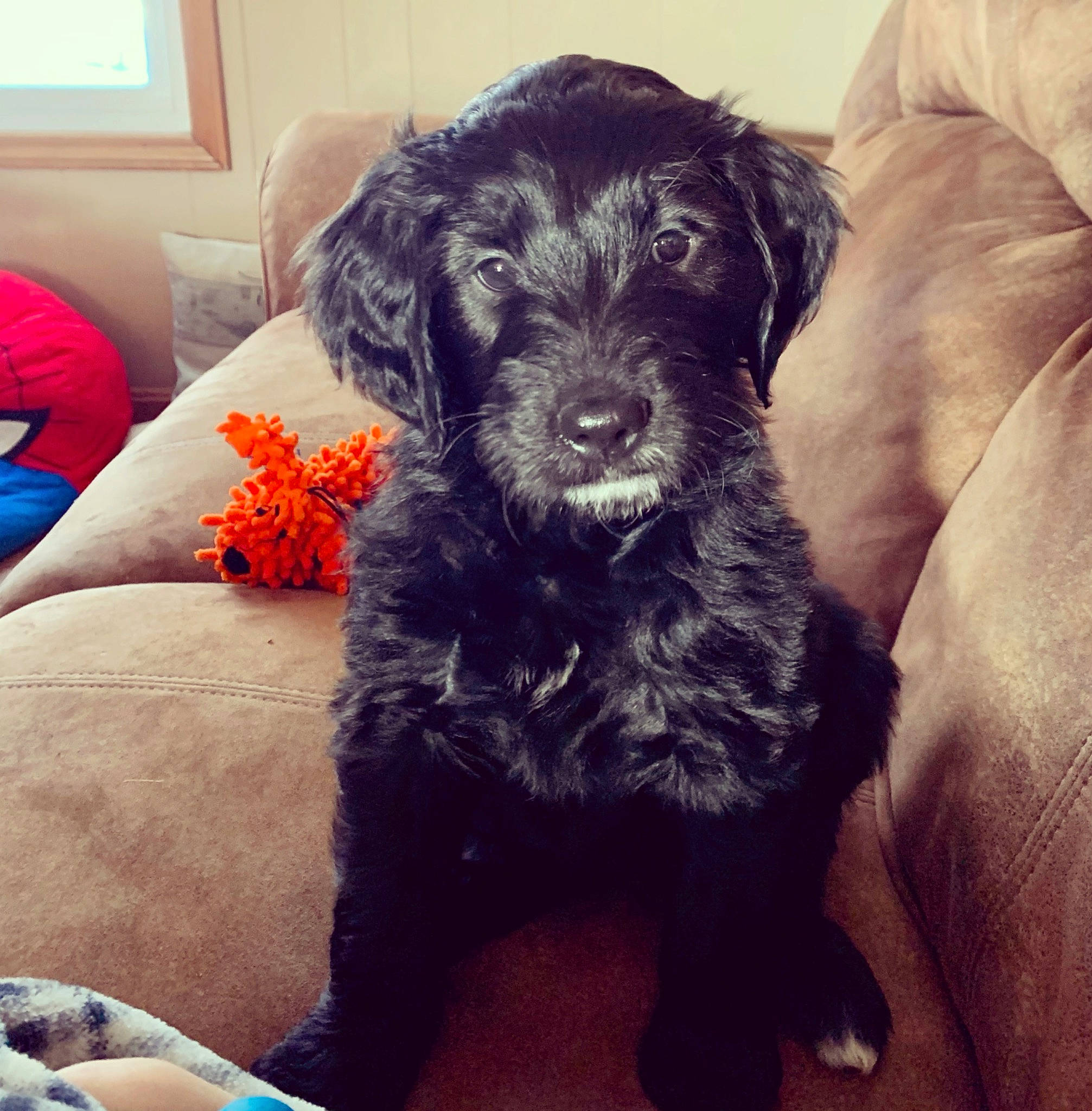 Hank is registered to the contest to win money with this photo: borador, canidae, carnivore, comfort, companion_dog, couch, dog, dog_breed, dog_collar, fur, paw, puppy, puppy_love, snout, sporting_group, square, window, working_animal