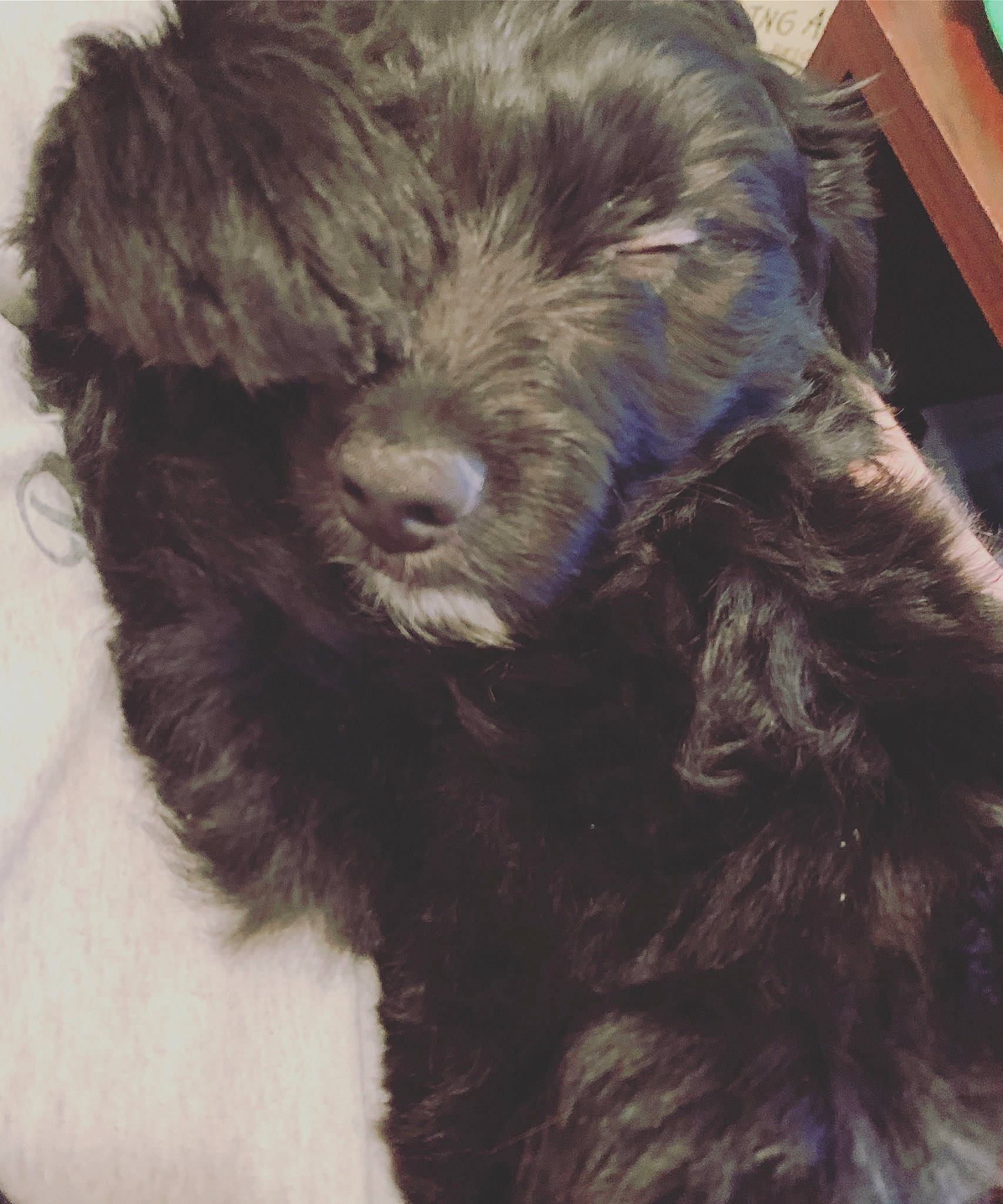 Hank joined the competition — help win amazing prizes! carnivore, companion_dog, dog, dog_breed, ear, fur, liver, pudelpointer, small_terrier, snout, sporting_group, stichelhaar, tail, terrier, toy_dog, water_dog, working_animal, yorkipoo