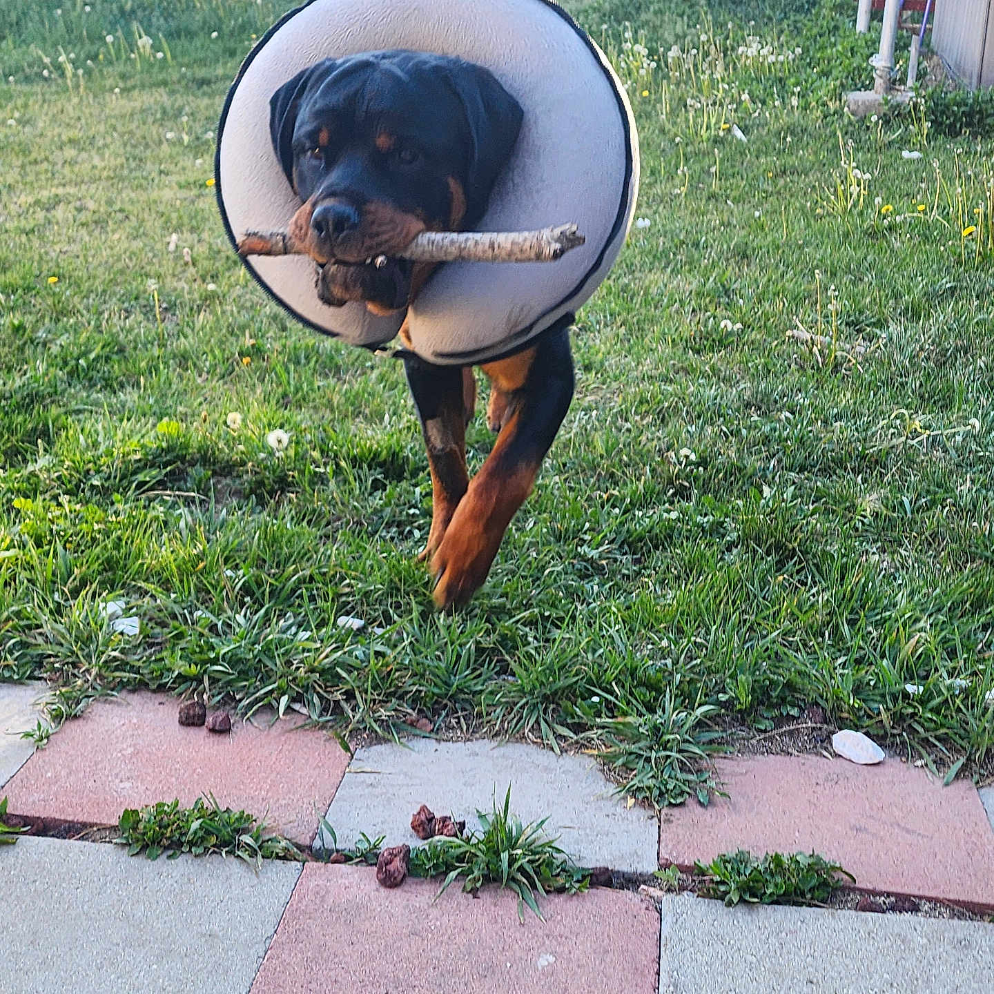 Rocco joined the competition — help win amazing prizes! animal, backyard, canine, dog, flagstone, grass, herbal, herbs, hound, nature, outdoors, path, person, pet, photography, plant, puppy, slate, walkway, yard