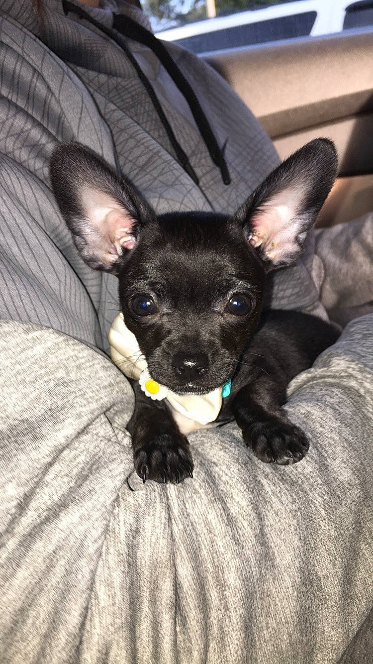 Remi Grace joined the competition — help win amazing prizes! canidae, carnivore, chihuahua, companion_dog, dog, dog_breed, ear, english_toy_terrier, fawn, mammal, non_sporting_group, prazsky_krysarik, puppy, russkiy_toy, snout, sporting_group, toy_dog, vertebrate