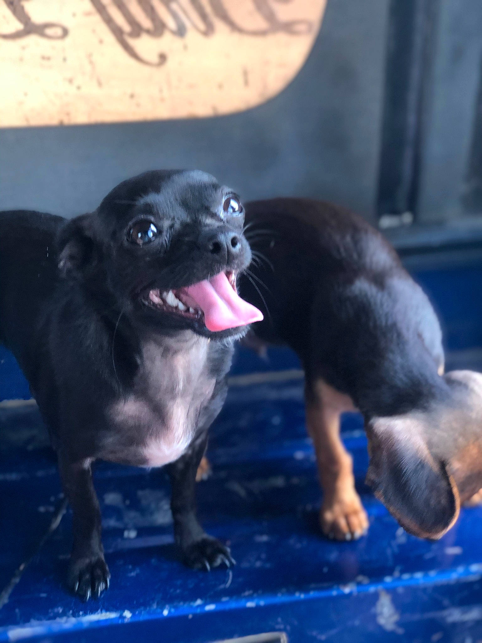 Remi Grace joined the competition — help win amazing prizes! blue, canidae, carnivore, companion_dog, dog, dog_breed, electric_blue, fang, fawn, foot, magenta, paw, purple, snout, sporting_group, terrestrial_animal, toy, whiskers, window, working_animal