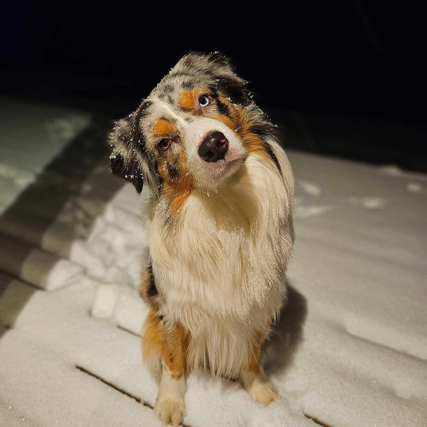 Stockholm participe au concours pour gagner de l'argent avec cette photo : accessories, animal, canine, cat, cockerspaniel, collie, cream, dessert, dog, food, hardwood, hound, manx, papillon, pet, puppy, snout, strap, terrier, wood