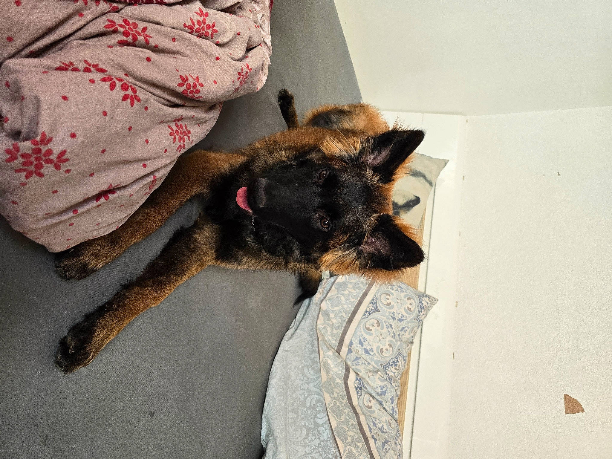 Yago a rejoint le concours — aidez-le/la à gagner de superbes lots ! bat, canidae, carnivore, claw, comfort, companion_dog, dog, dog_breed, fawn, felidae, fur, linens, paw, pillow, small_to_medium_sized_cats, snout, sporting_group, tail, toy_dog, working_animal