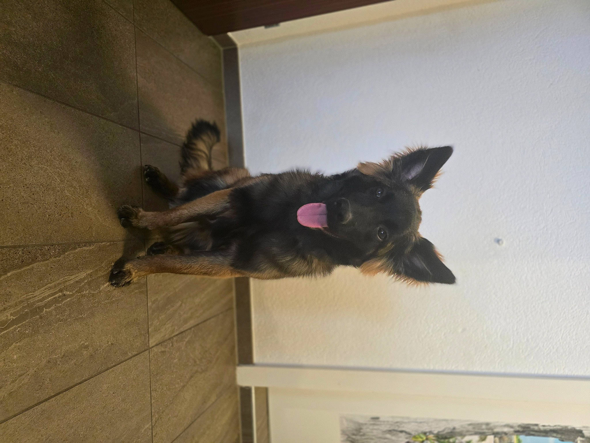 Yago a rejoint le concours — aidez-le/la à gagner de superbes lots ! black_cat, canidae, carnivore, cat, dog_breed, domestic_short_haired_cat, felidae, floor, flooring, fur, hardwood, room, small_to_medium_sized_cats, sporting_group, tail, whiskers, wood