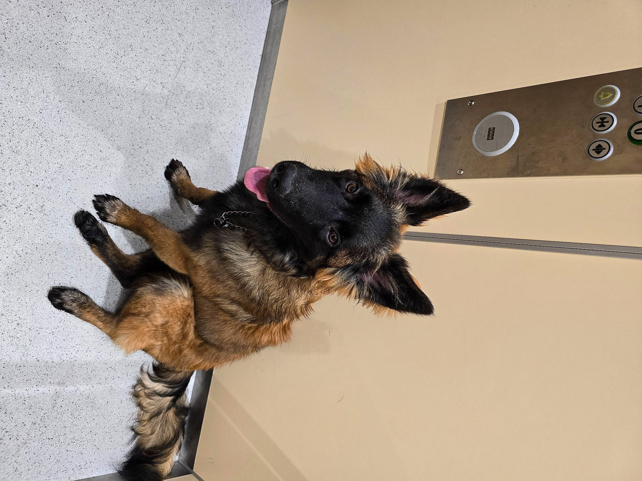 Yago a rejoint le concours — aidez-le/la à gagner de superbes lots ! canidae, carnivore, companion_dog, dog, dog_breed, domestic_short_haired_cat, fawn, felidae, flooring, fur, german_shepherd_dog, old_german_shepherd_dog, paw, small_to_medium_sized_cats, snout, sporting_group, studio_monitor, tail, wall_plate, whiskers