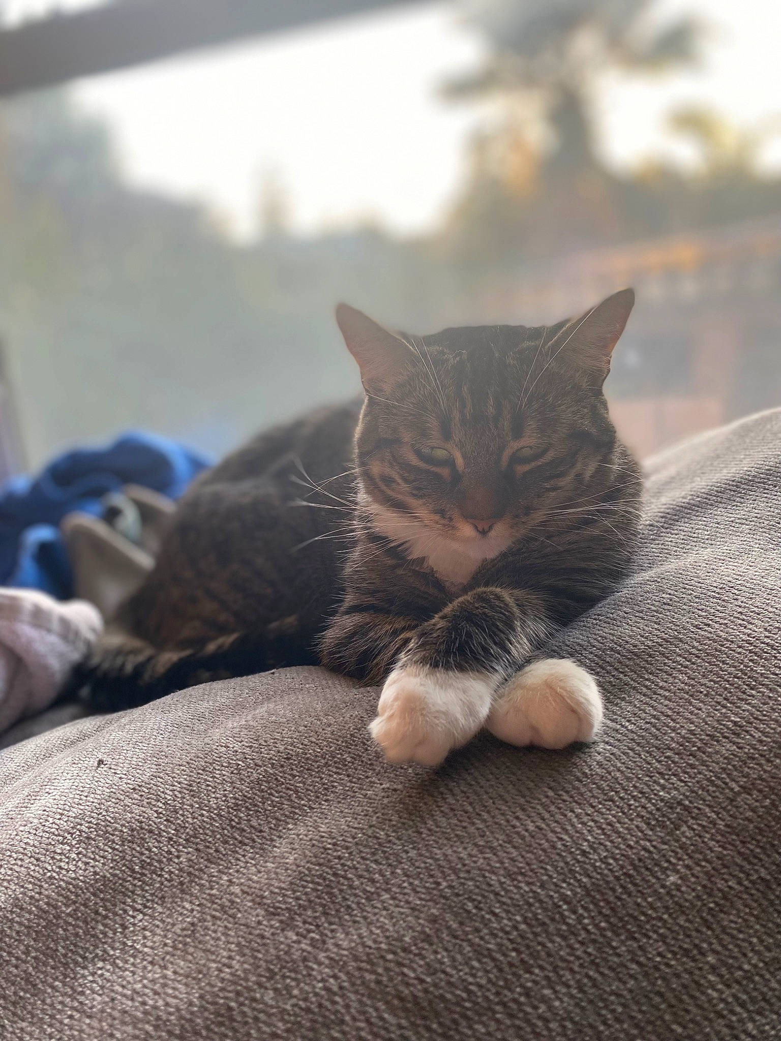 Kitty Kat Conway is registered to the contest to win money with this photo: carnivore, cat, comfort, domestic_short_haired_cat, felidae, foot, fur, grass, grey, human_leg, morning, paw, plant, sitting, small_to_medium_sized_cats, tail, tints_and_shades, tree, whiskers, wood