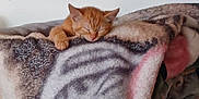 Freddie joined the competition — help win amazing prizes! kitten, cat, sleeping, blanket, cozy, paw, orange_cat, indoor, cute, pet, feline, resting, fur, animal, soft, comfort, relaxation, home, warm, nap