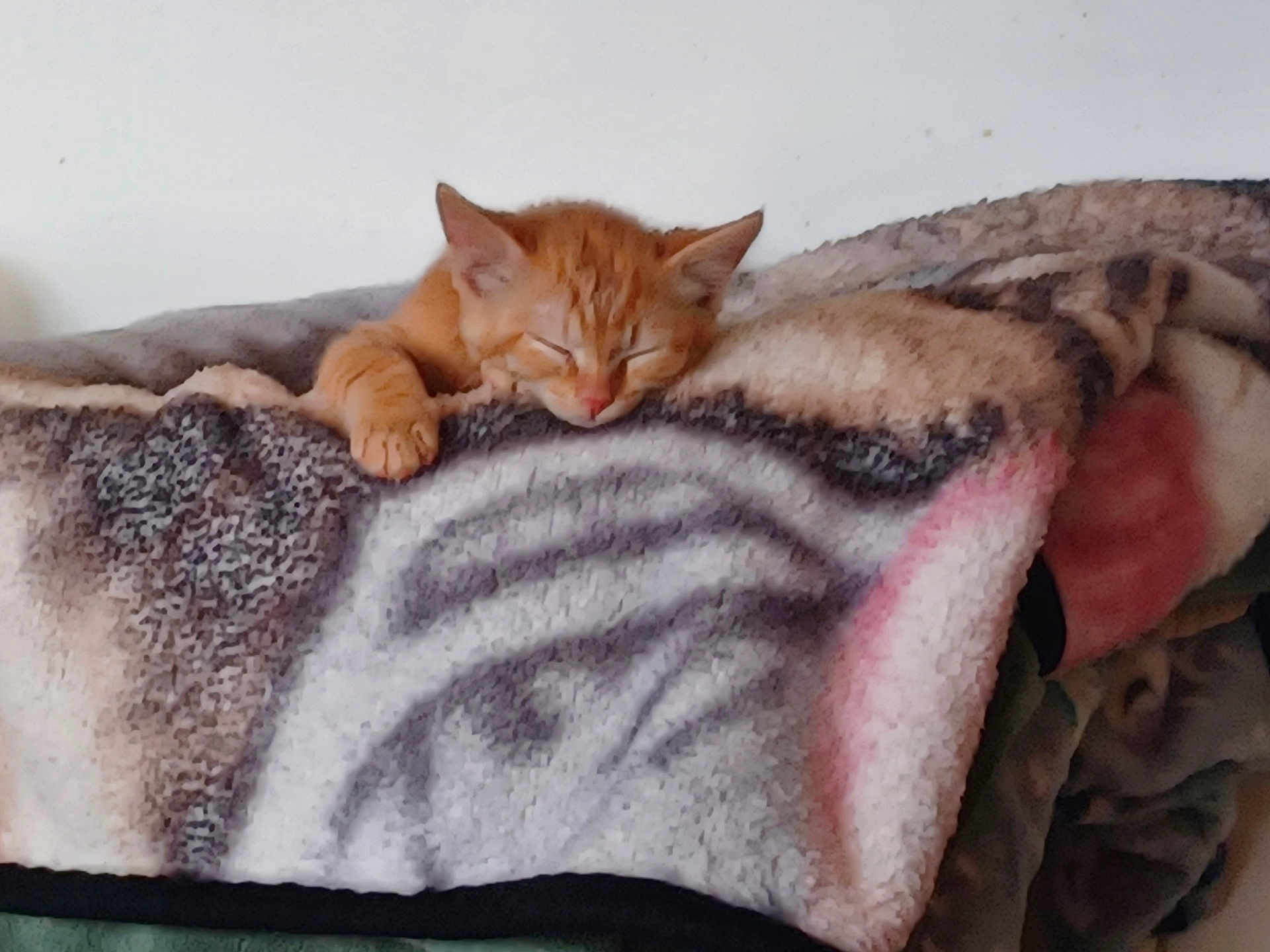 Freddie joined the competition — help win amazing prizes! kitten, cat, sleeping, blanket, cozy, paw, orange_cat, indoor, cute, pet, feline, resting, fur, animal, soft, comfort, relaxation, home, warm, nap