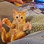 Freddie joined the competition — help win amazing prizes! kitten, cat, orange_cat, paw, playful, wide_eyes, indoor, blanket, cozy, furniture, carpet, wood_floor, pet, cute, animal, young, tabby, claws, furry, small