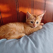 Freddie is registered to the contest to win money with this photo: kitten, cat, orange_cat, feline, pet, animal, resting, pillow, wooden_headboard, indoor, cute, fur, young, small, sleepy, cozy, domestic_animal, laying_down, whiskers, ears