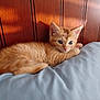 kitten, cat, orange_cat, feline, pet, animal, resting, pillow, wooden_headboard, indoor, cute, fur, young, small, sleepy, cozy, domestic_animal, laying_down, whiskers, ears