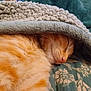 Freddie is registered to the contest to win money with this photo: cat, orange_tabby, sleeping, blanket, cozy, fur, pet, animal, resting, cute, indoor, soft_texture, closeup, whiskers, relaxed, nap, comfort, domestic_cat, feline, warm