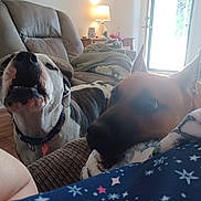 Eddie joined the competition — help win amazing prizes! dog, indoor, living_room, couch, blanket, lamp, door, wood_floor, collar, pet, brown, white, black, resting, curious, barking, furniture, home, cozy, relaxing