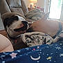 Eddie is registered to the contest to win money with this photo: dog, pets, couch, blanket, indoor, living_room, fur, collar, canine, animal, domestic_animal, two_dogs, comfort, home, face, interaction, snout, relaxation, furniture, daylight