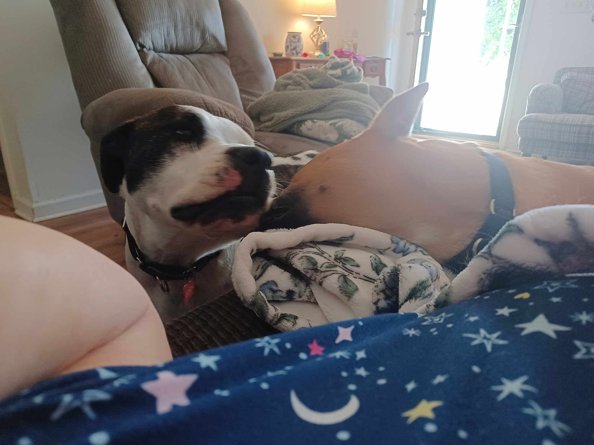 Eddie is registered to the contest to win money with this photo: dog, pets, couch, blanket, indoor, living_room, fur, collar, canine, animal, domestic_animal, two_dogs, comfort, home, face, interaction, snout, relaxation, furniture, daylight