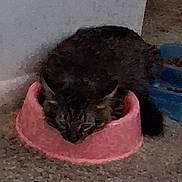 Fluffy is registered to the contest to win money with this photo: animal, blue, blur, carpet, cat, close_up, corner, domestic, feeding, feline, floor, food_bowl, grainy, hungry, indoor, low_light, meal, pet, pink, tabby