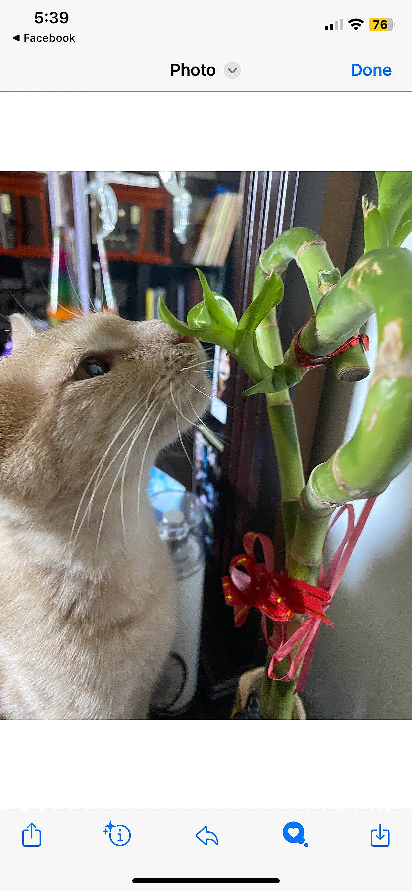 Dulce joined the competition — help win amazing prizes! carnivore, cat, collar, domestic_short_haired_cat, felidae, flower, flower_arranging, flowering_plant, flowerpot, fur, houseplant, pet_supply, petal, plant, small_to_medium_sized_cats, snout, terrestrial_plant, thai, whiskers, window