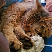 Faith is registered to the contest to win money with this photo: cat, tabby, sleeping, paws, fur, cozy, blanket, soft, rest, nap, cute, animal, pet, mammal, whiskers, indoor, closeup, relaxation, feline, comfort