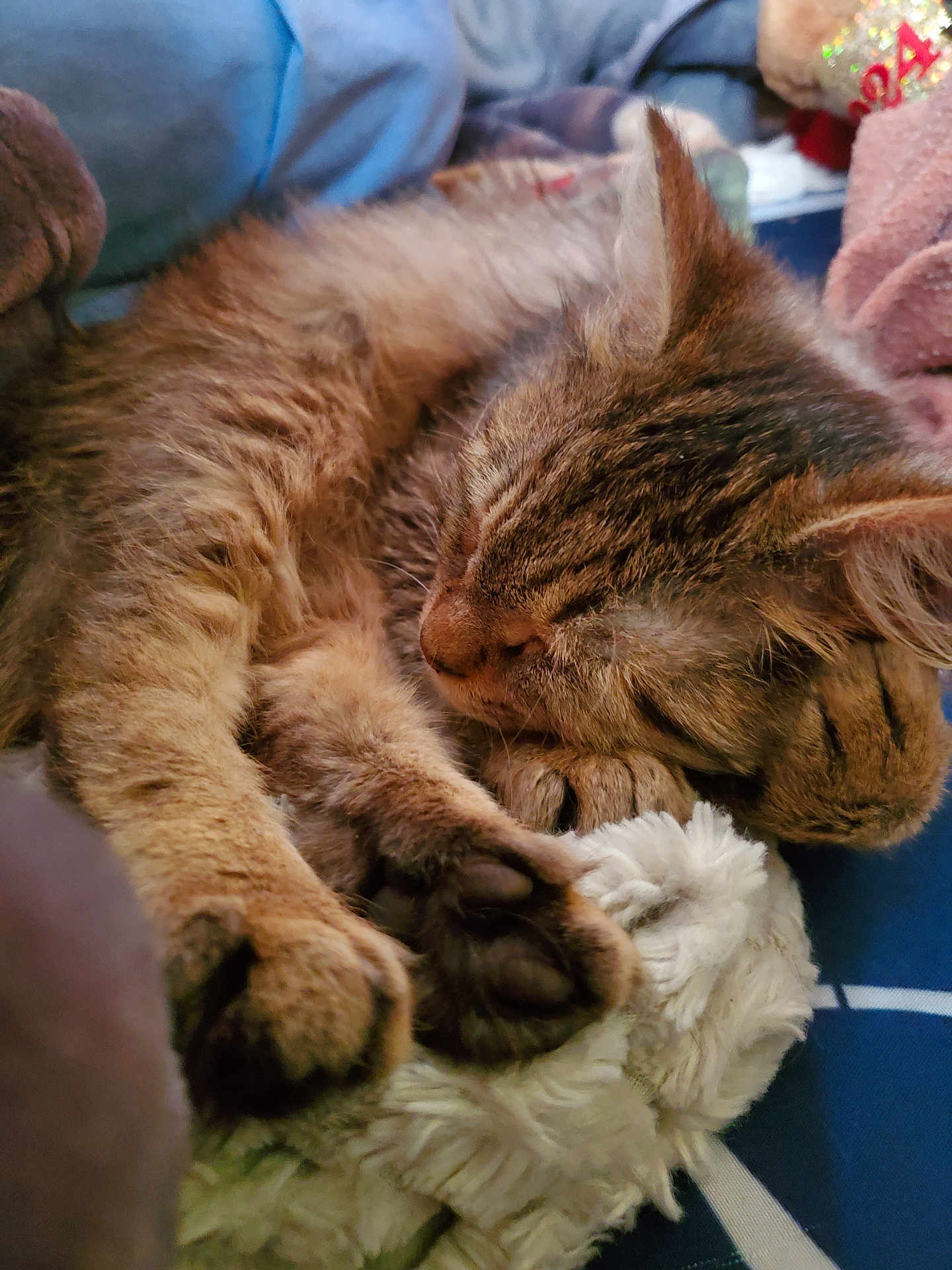 Faith is registered to the contest to win money with this photo: cat, tabby, sleeping, paws, fur, cozy, blanket, soft, rest, nap, cute, animal, pet, mammal, whiskers, indoor, closeup, relaxation, feline, comfort