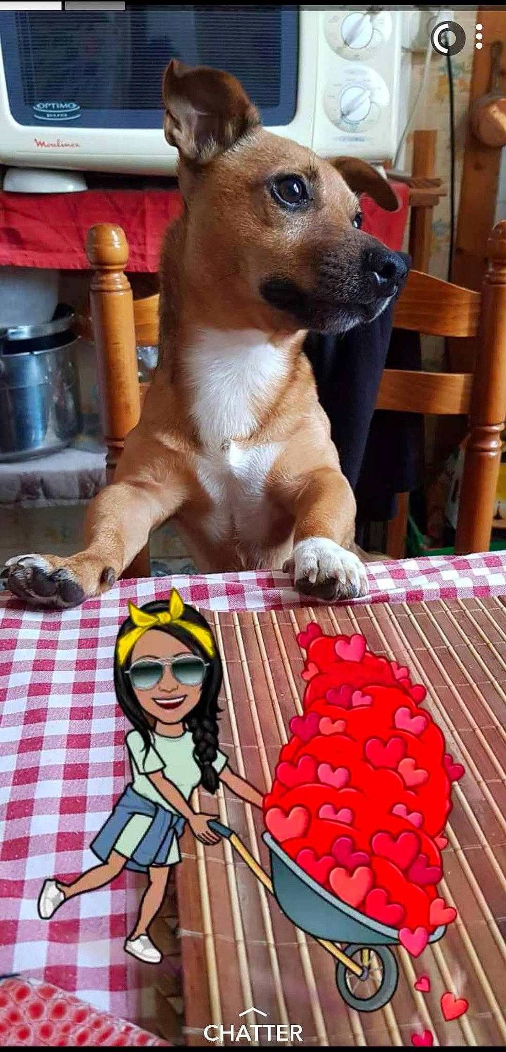 Luffy participe au concours pour gagner de l'argent avec cette photo : ancient_dog_breeds, canidae, carnivore, chihuahua, companion_dog, dog, dog_breed, fawn, mammal, puppy, puppy_love, toy_dog, vertebrate