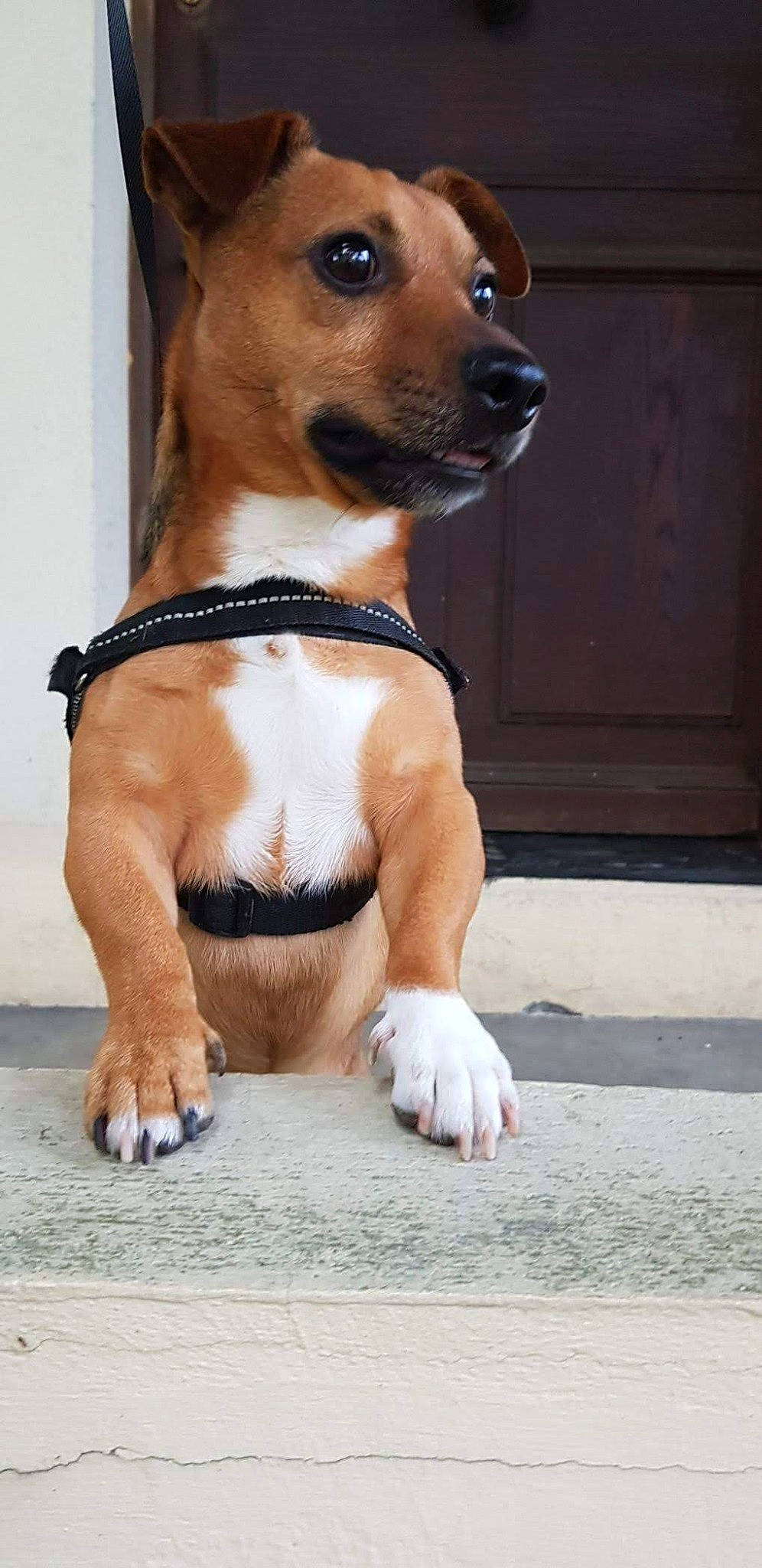 Luffy a rejoint le concours — aidez-le/la à gagner de superbes lots ! ancient_dog_breeds, canidae, carnivore, chihuahua, companion_dog, dog, dog_breed, fawn, feist, mammal, miniature_fox_terrier, potcake_dog, puppy, snout, vertebrate