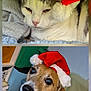 animal, brown, cat, christmas, cozy, cute, dog, ears, face, fur, holiday, indoor, pet, portrait, red, resting, santa_hat, soft, whiskers, white