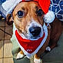 animal, bandana, blanket, brown_dog, christmas, cushion, cute, dog, ears, festive, floor, holiday, indoor, looking_up, nose, pet, santa_hat, small_dog, tile, whiskers