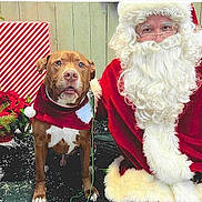 Rome is registered to the contest to win money with this photo: beard, canine, celebration, christmas, costume, decorations, dog, festive, fur, gift_wrap, holiday, leash, outdoor, pet, pine_tree, portrait, red_clothing, santa_claus, smiling, winter