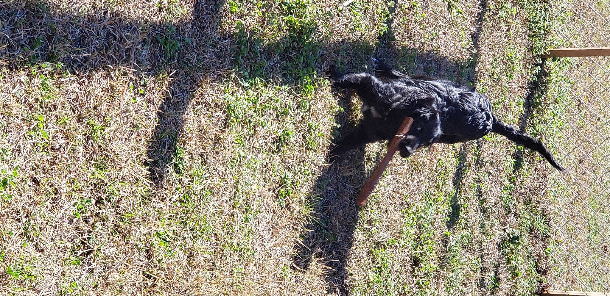 Garth joined the competition — help win amazing prizes! canidae, carnivore, companion_dog, dog, dog_breed, fawn, grass, grass_family, groundcover, lawn, plant, shrub, snout, soil, sporting_group, tail, terrestrial_animal, water_dog, wildlife, working_animal