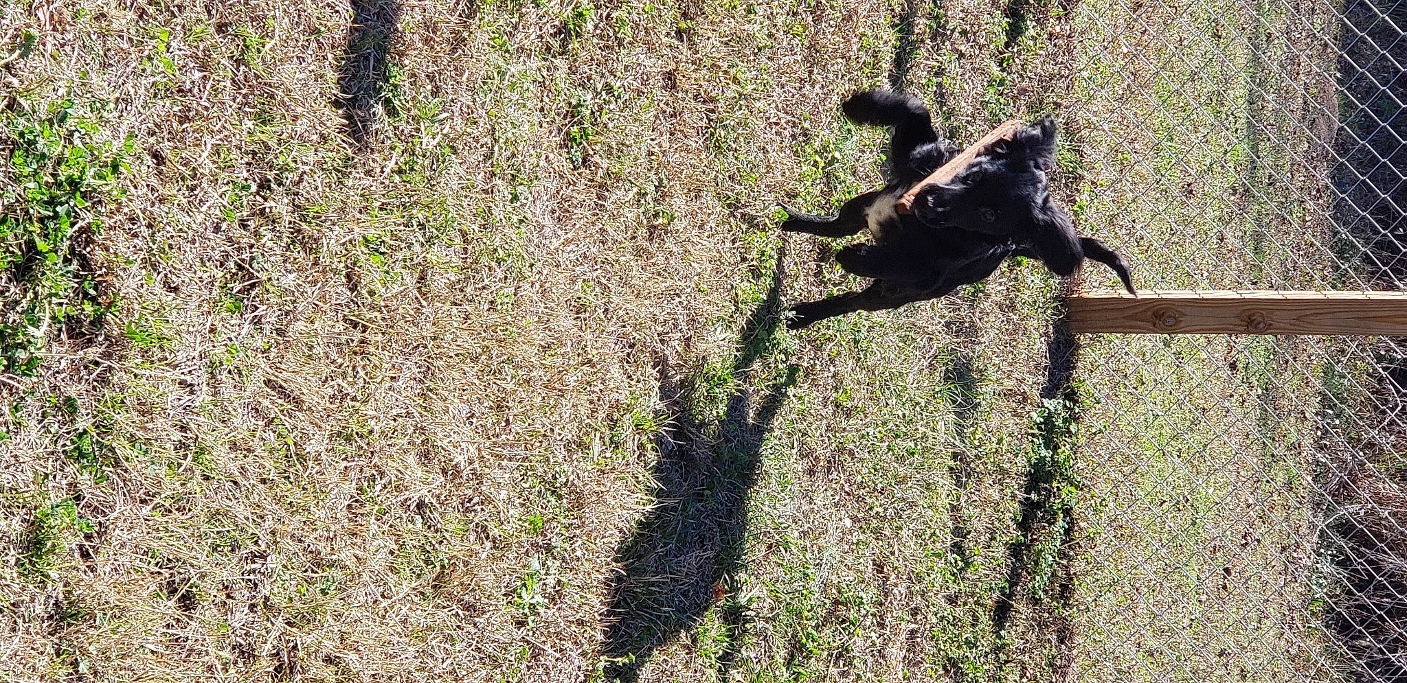 Garth joined the competition — help win amazing prizes! canidae, carnivore, dog_breed, fawn, grass, grass_family, groundcover, landscape, people_in_nature, plant, reptile, road_surface, shadow, shrub, soil, sporting_group, tail, terrestrial_animal, tints_and_shades, wildlife