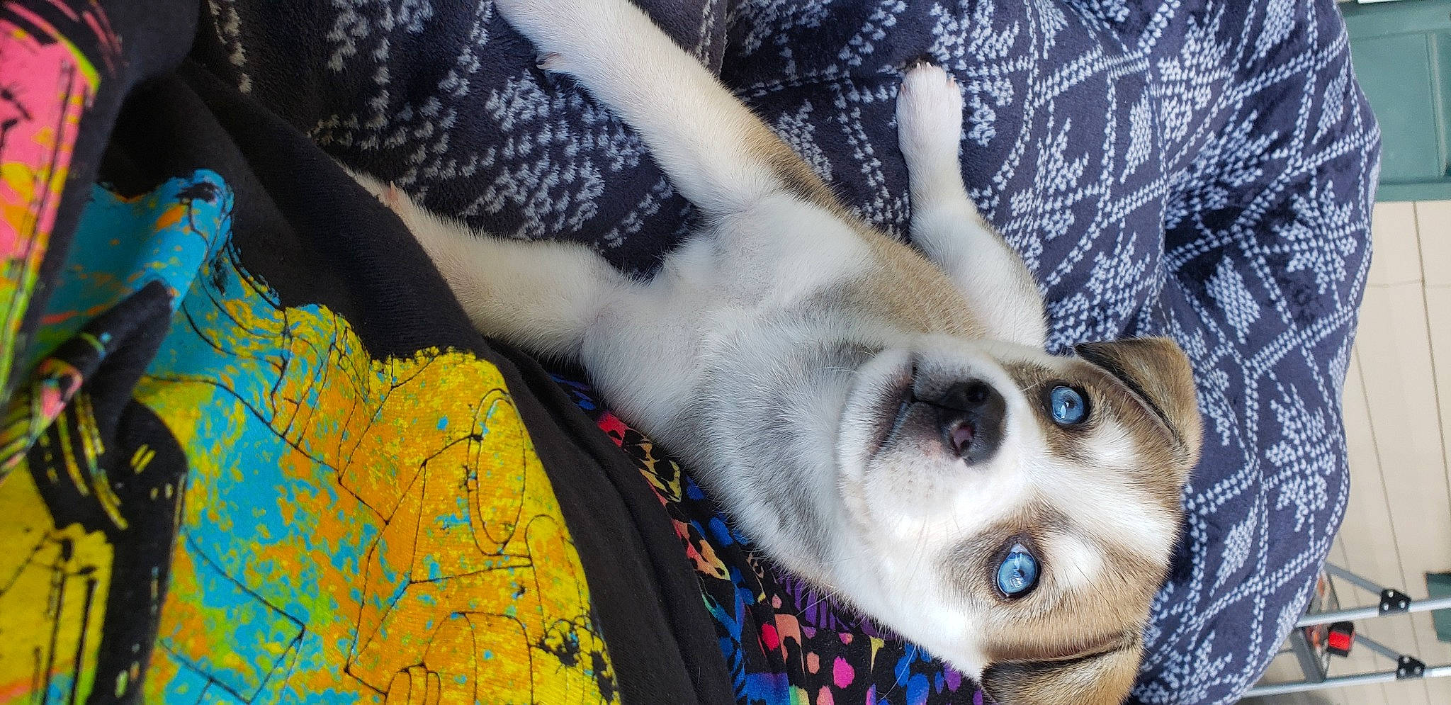 Blitz is registered to the contest to win money with this photo: canidae, carnivore, companion_dog, dog, dog_breed, eyelash, fawn, fur, gesture, iris, linens, nose, pattern, paw, selfie, snout, sporting_group, textile, tree, whiskers