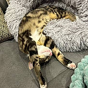 Stella a rejoint le concours — aidez-le/la à gagner de superbes lots ! cat, tabby, stretching, fluffy_bed, couch, gray, pink_nose, paws, relaxed, indoor, pet, feline, sleepy, cozy, fur, striped, animal, comfortable, soft_texture, resting