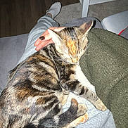 Naya participe au concours pour gagner de l'argent avec cette photo : cat, pet, sleeping, lap, person, hand, sweatpants, socks, green_sweater, wooden_floor, table, indoor, cozy, resting, feline, striped, domestic_animal, relaxation, home, comfort