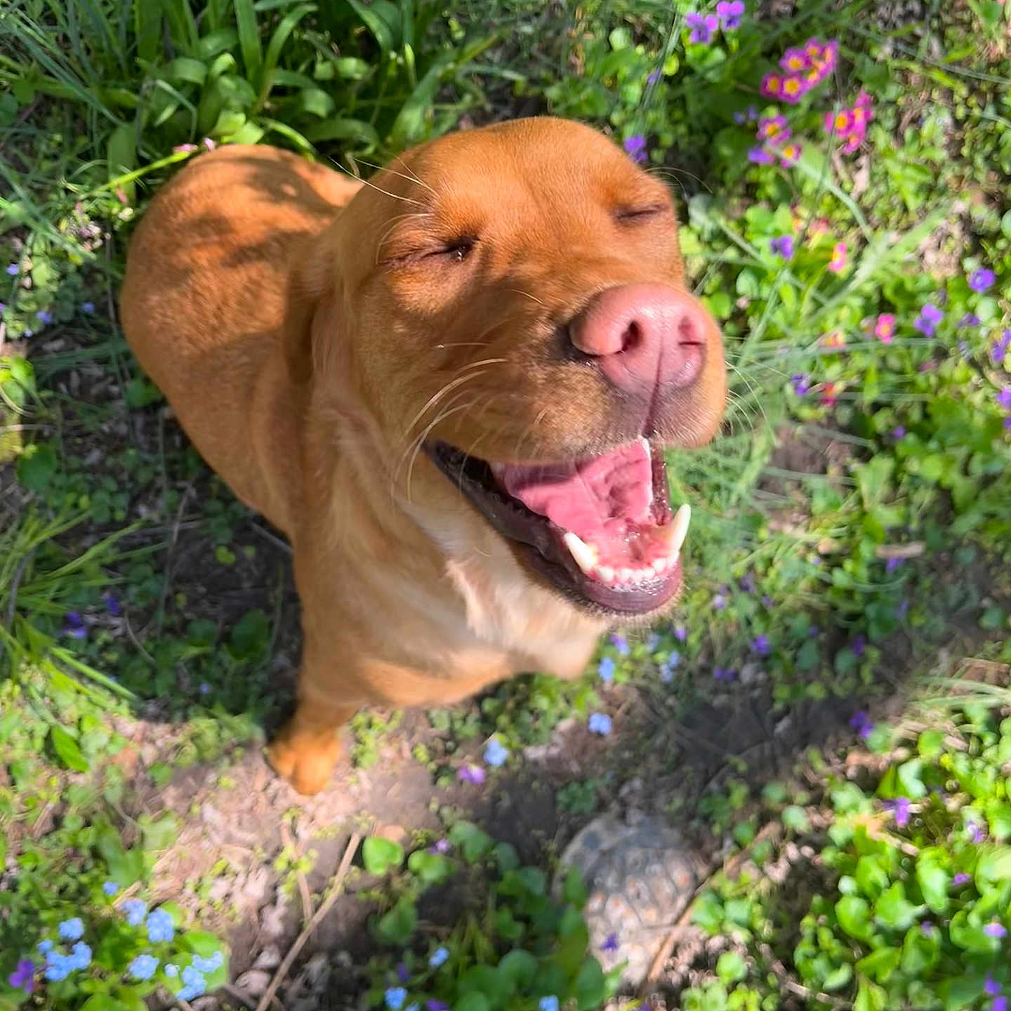 Strawberry is registered to the contest to win money with this photo: daisy, face, flower, geranium, grass, head, herbal, herbs, jar, person, petal, photography, plant, planter, portrait, pottedplant, pottery, purple, vase, vegetation