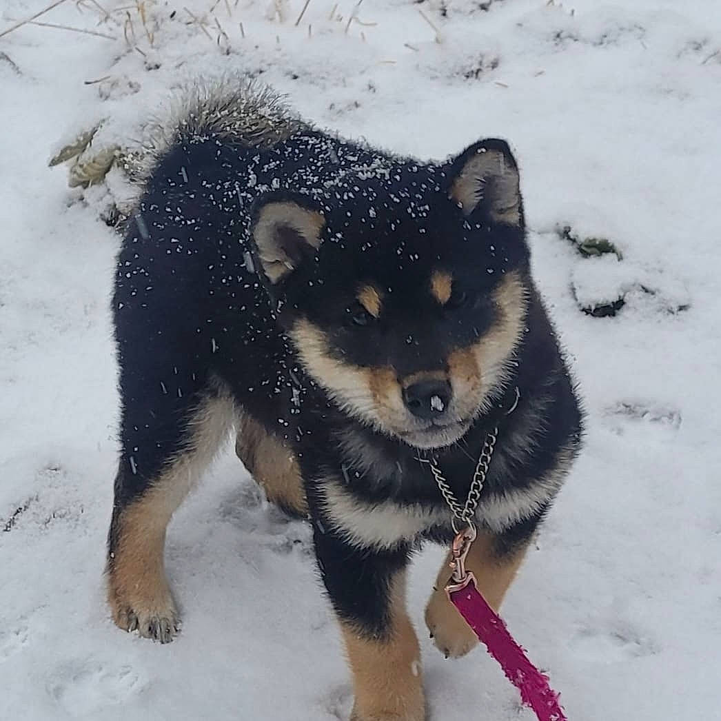 Koda joined the competition — help win amazing prizes! ancient_dog_breeds, canidae, canis, carnivore, dog, dog_breed, freezing, fur, herding_dog, non_sporting_group, puppy, siberian_husky, sled_dog, snow, sporting_group, tail, winter, wolf, working_animal, working_dog