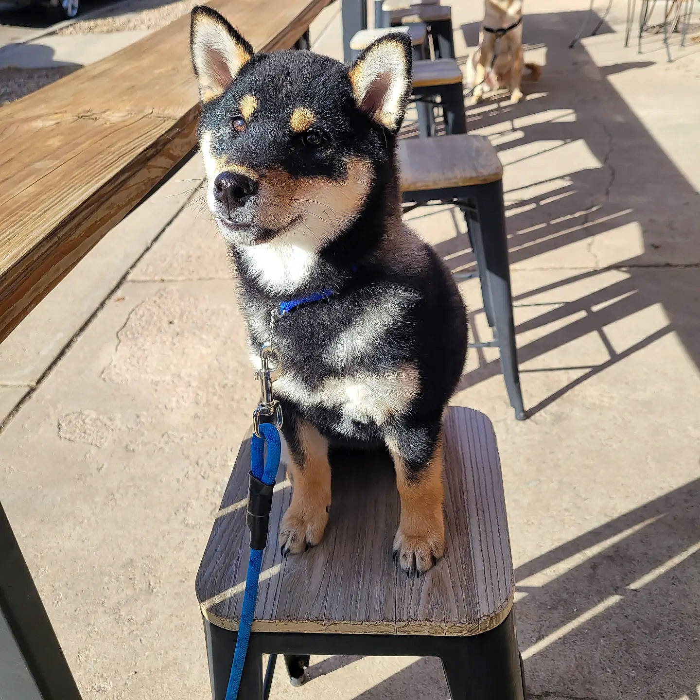 Koda is registered to the contest to win money with this photo: blue, canidae, carnivore, chair, collar, companion_dog, dog, dog_breed, dog_collar, dog_supply, electric_blue, fashion_accessory, fur, herding_dog, outdoor_furniture, outdoor_table, snout, sporting_group, wood, working_animal