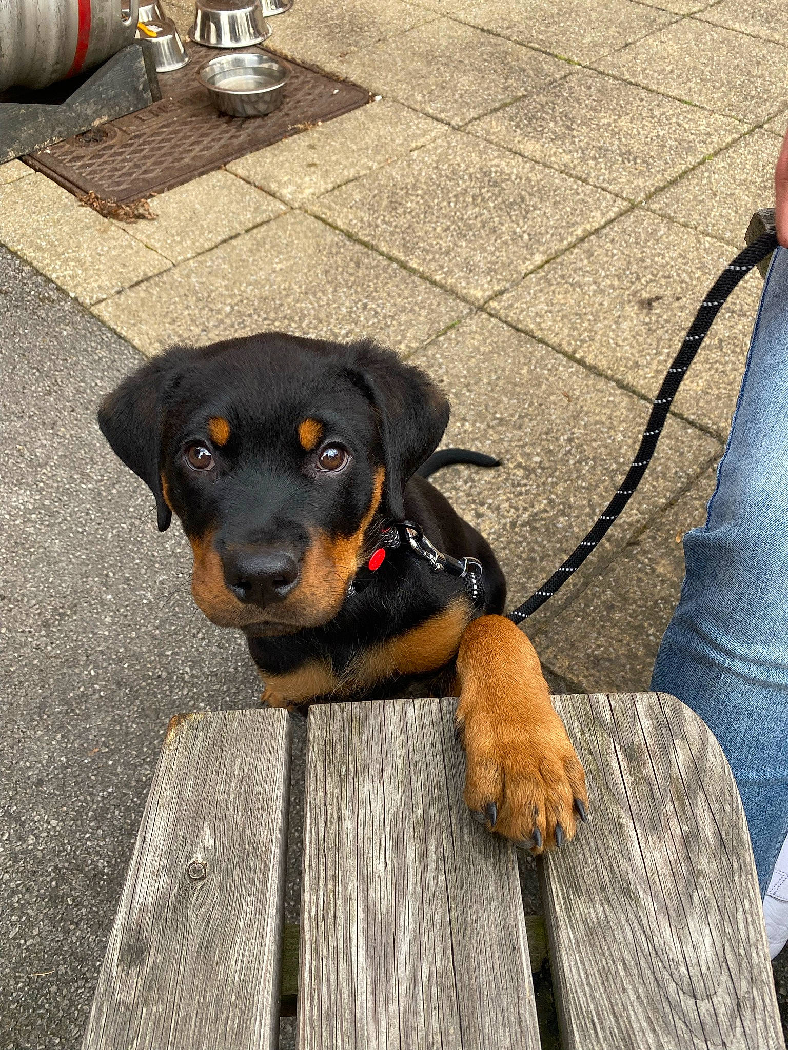 Lenny joined the competition — help win amazing prizes! austrian_black_and_tan_hound, canidae, carnivore, companion_dog, denim, dog, dog_breed, flooring, gas, guard_dog, hound, hunting_dog, pinscher, road_surface, rottweiler, sitting, sporting_group, working_animal, working_dog