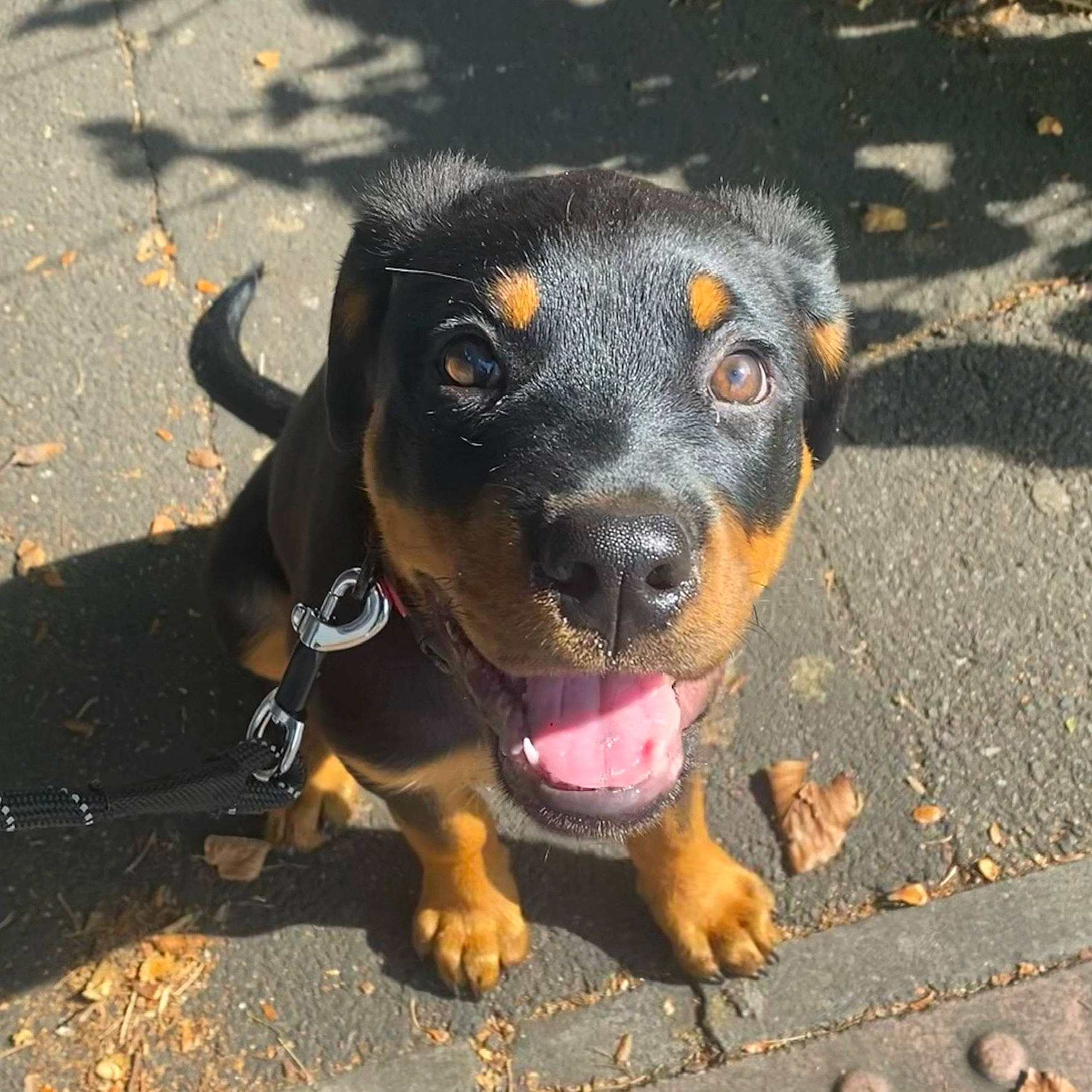 Lenny is registered to the contest to win money with this photo: asphalt, austrian_black_and_tan_hound, canidae, carnivore, companion_dog, dog, dog_breed, eye, fawn, guard_dog, hound, montenegrin_mountain_hound, paw, plant, road_surface, scent_hound, sporting_group, whiskers, working_animal, working_dog