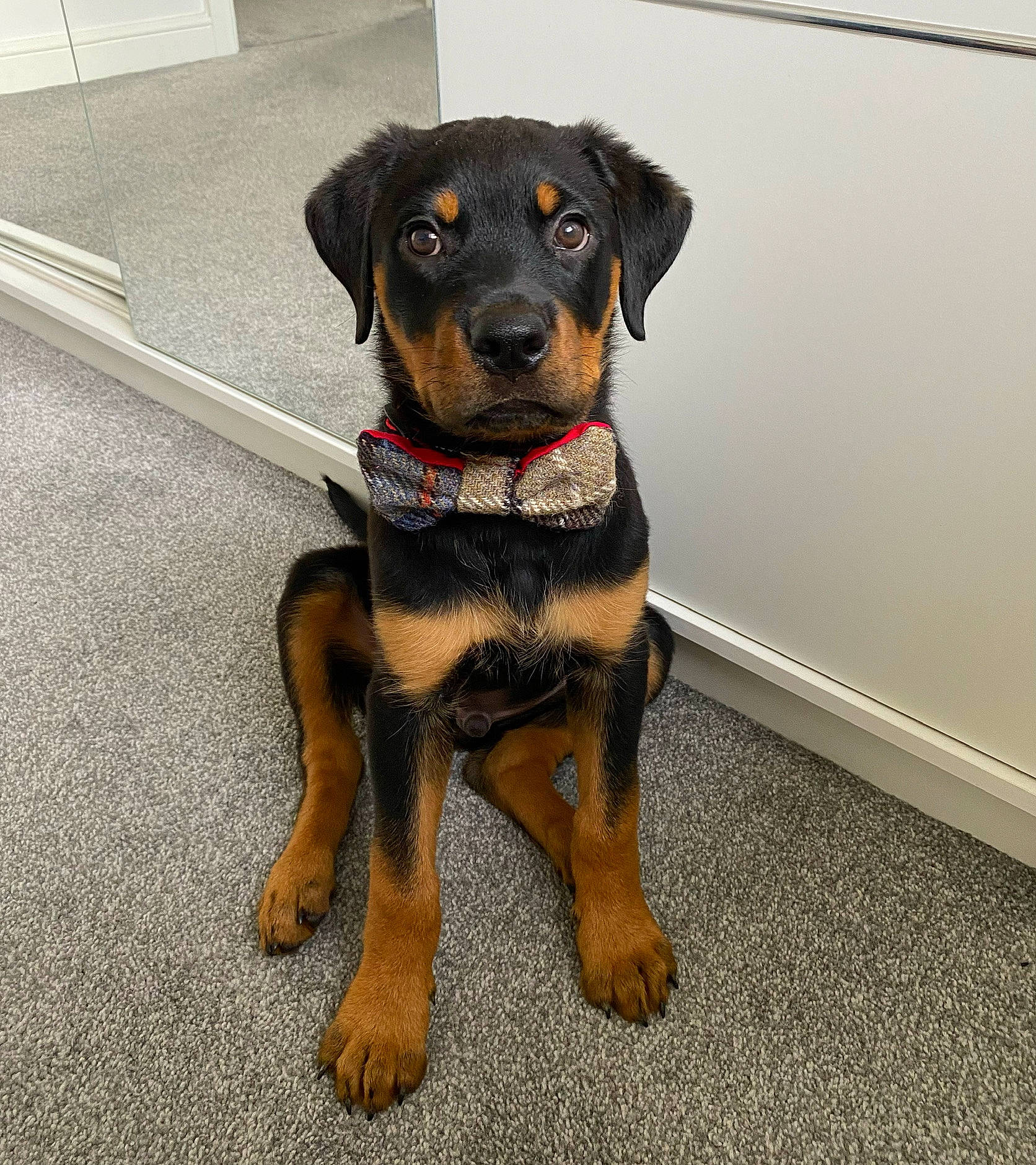 Lenny joined the competition — help win amazing prizes! canidae, carnivore, collar, companion_dog, dog, dog_breed, dog_collar, dog_supply, fawn, fur, guard_dog, hunting_dog, leash, paw, pet_supply, rottweiler, sporting_group, tail, working_animal, working_dog