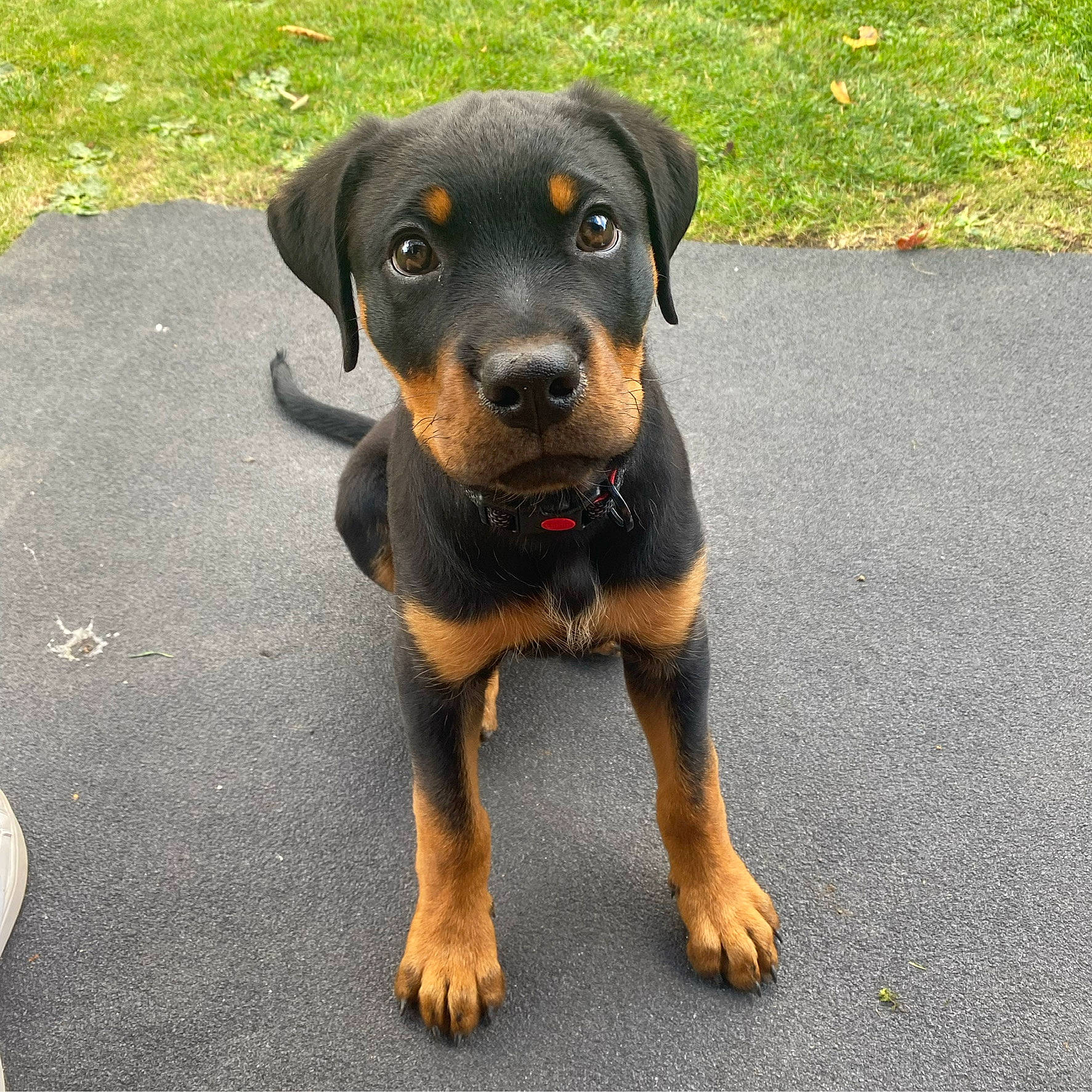 Lenny is registered to the contest to win money with this photo: austrian_black_and_tan_hound, beaglier, canidae, carnivore, companion_dog, dog, dog_breed, grass, guard_dog, hound, hunting_dog, rottweiler, snout, sporting_group, terrestrial_animal, working_animal, working_dog