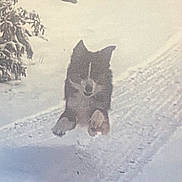 Brother is registered to the contest to win money with this photo: animal, canine, cold, daytime, dog, excited, forest, fur, jumping, landscape, nature, outdoor, path, paw, pet, playful, running, snow, tree, winter