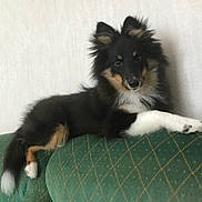 Veli a rejoint le concours — aidez-le/la à gagner de superbes lots ! animal, architecture, building, canine, cockerspaniel, collie, couch, cushion, dog, eskimodog, furniture, germanshepherd, homedecor, husky, indoors, livingroom, papillon, pet, puppy, room