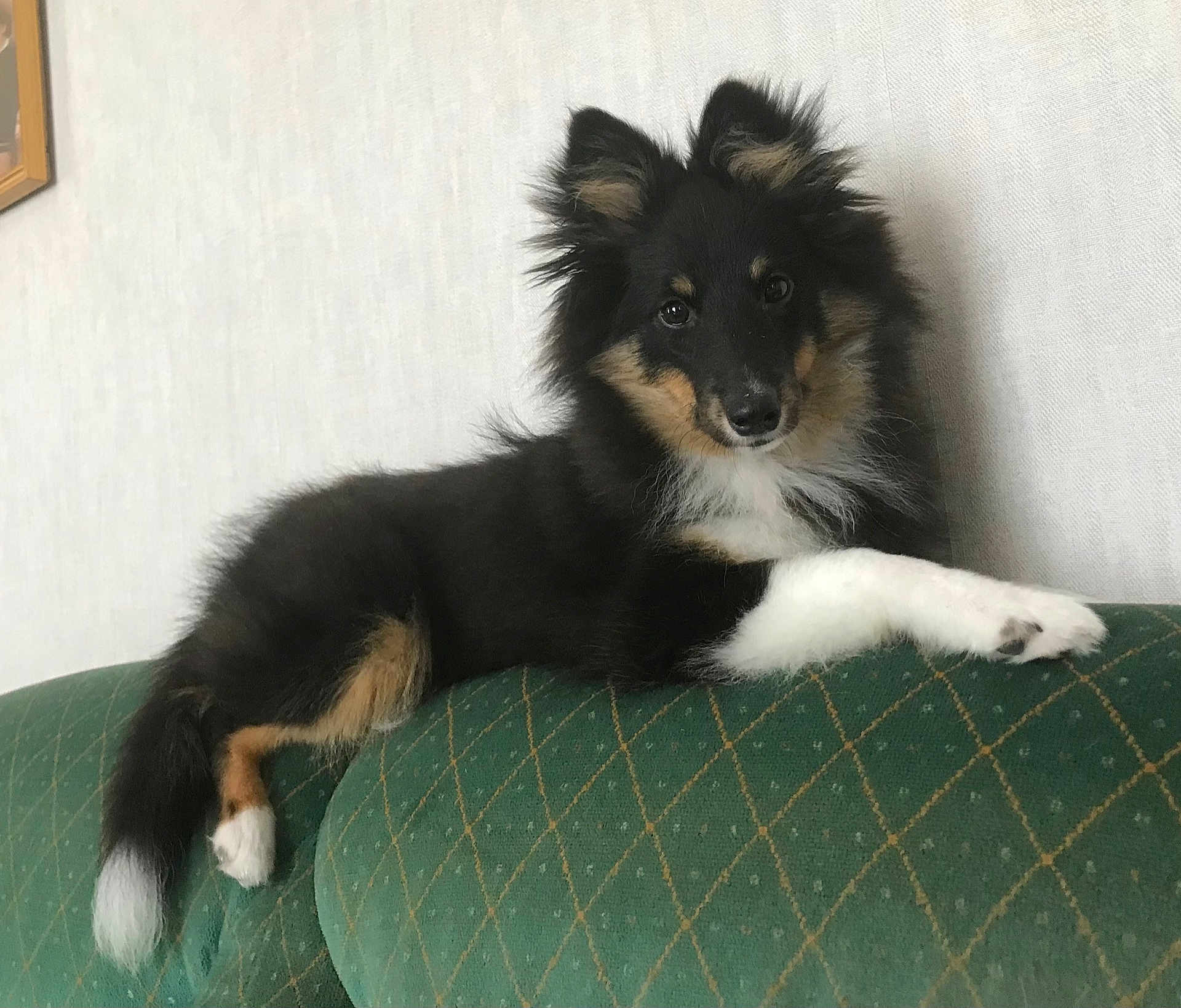 Veli a rejoint le concours — aidez-le/la à gagner de superbes lots ! animal, architecture, building, canine, cockerspaniel, collie, couch, cushion, dog, eskimodog, furniture, germanshepherd, homedecor, husky, indoors, livingroom, papillon, pet, puppy, room