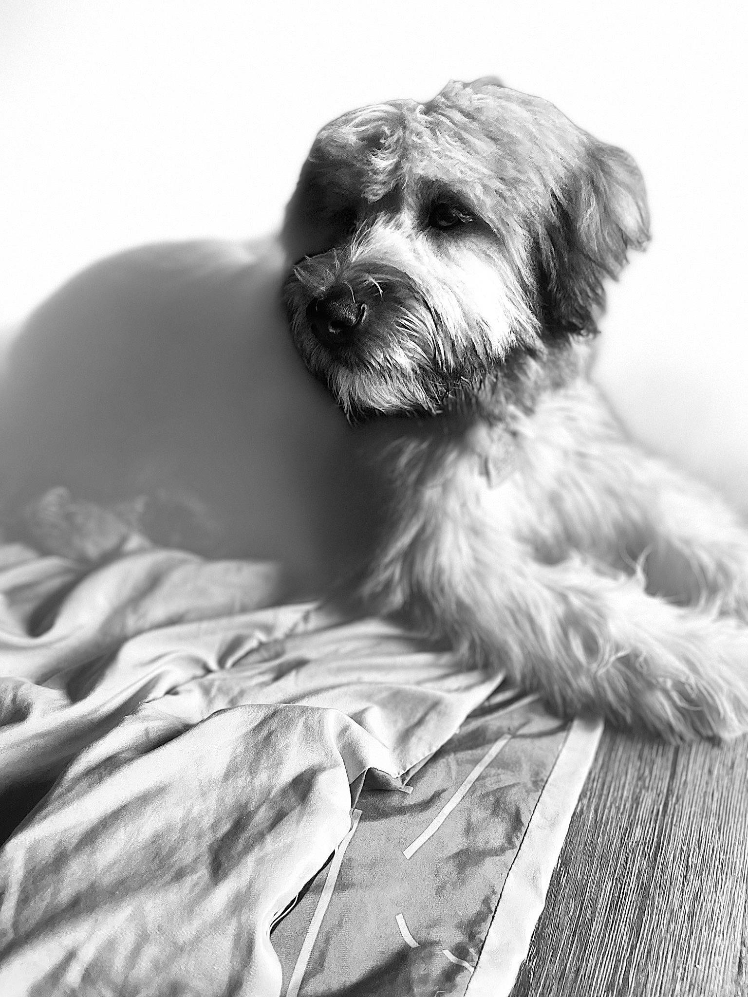 Hershey Momoa joined the competition — help win amazing prizes! carnivore, comfort, companion_dog, dog, dog_breed, flesh, fur, liver, monochrome, monochrome_photography, sitting, small_terrier, snout, sporting_group, toy_dog, whiskers, working_animal, wrinkle